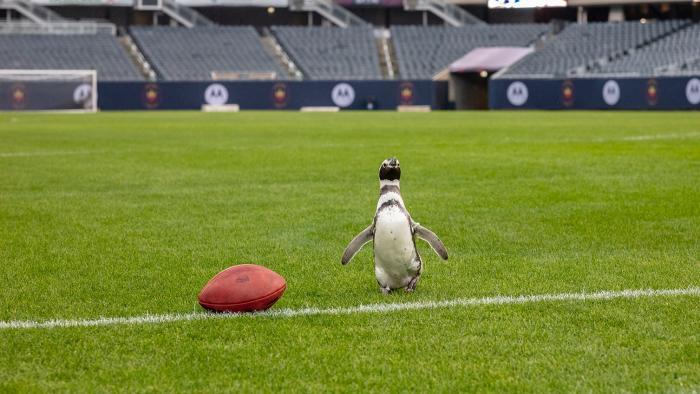 The Shedd's penguins looked right at home on the gridiron. (Brenna Hernandez / Shedd Aquarium)
