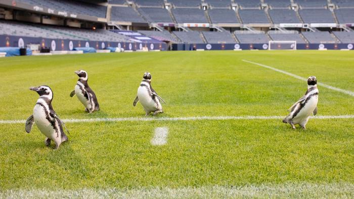 Field trips are beneficial to penguins' welfare and also are a way for the aquarium to connect with the public while its doors are closed. (Brenna Hernandez / Shedd Aquarium)