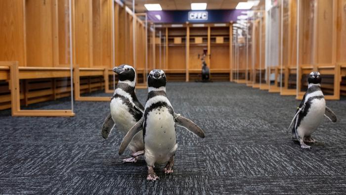 Checking out the Bears' locker room. (Brenna Hernandez / Shedd Aquarium)
