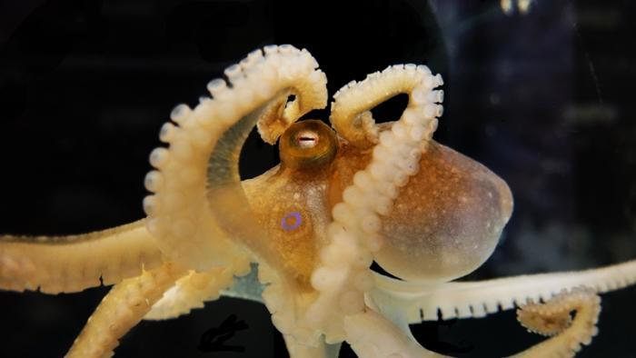 A California two-spot octopus (Octopus bimaculoides) displays its blue eyespot and its long, flexible, sucker-laden arms. (Photo Credit: Judit Pungor)