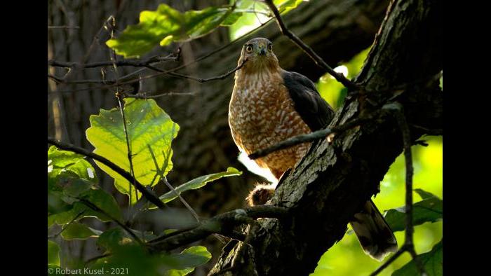 Robert Kusel is a photographer who often draws on nature as a subject. "One of the reasons for my concern is since 2010, I've seen far less birds in terms of number and variety," he said. The above bird is just one of the species he's photographed in Skokie. (Courtesy of Robert Kusel)