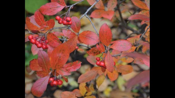 Red chokeberry (Credit: Charlotte Adelman and Bernard Schwartz, Ohio University Press)