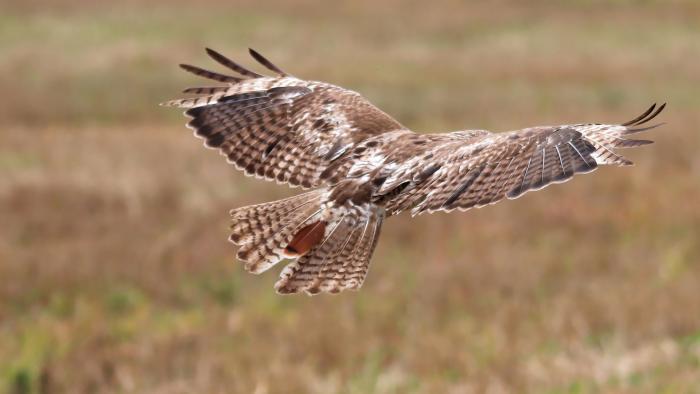 A juvenile red-tailed hawk in flight. (edbo23 / Pixabay)