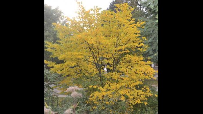 Redbud, fall (Credit: Charlotte Adelman and Bernard Schwartz, Ohio University Press)