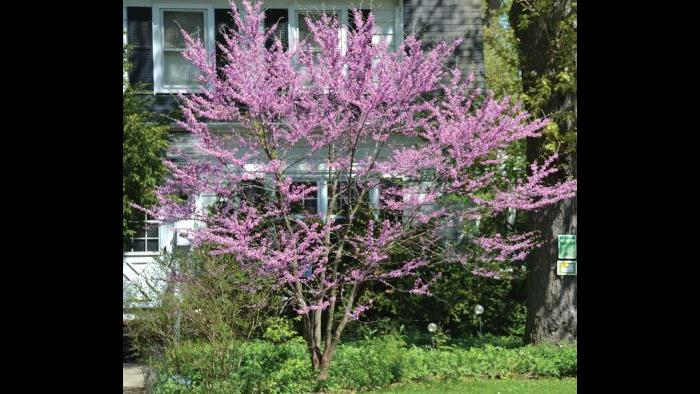 Redbud, spring (Credit: Charlotte Adelman and Bernard Schwartz, Ohio University Press)