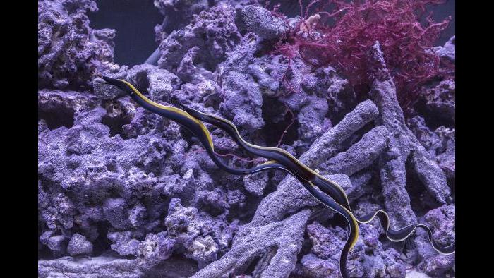 The ribbon eel is one of 100 species that can be seen in “Underwater Beauty.” (Courtesy of Shedd Aquarium)