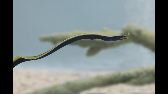 Ribbon eel (Courtesy of Shedd Aquarium)