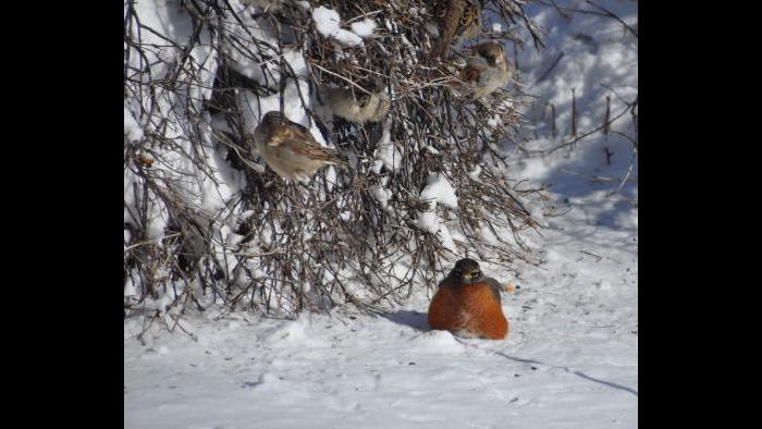 This robin wishes he had gone south fo the winter. He was under our bushes in the front yard this morning in DeKalb, IL. (Submitted by Barry Schrader)