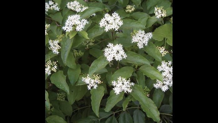 Roughleaf dogwood (Credit: Charlotte Adelman and Bernard Schwartz, Ohio University Press)