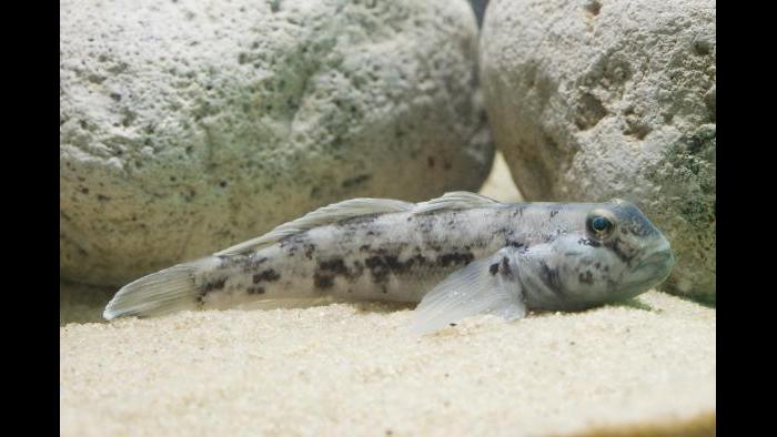 A round goby (Credit: Shedd Aquarium)
