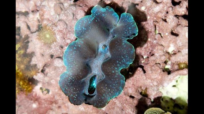 Rugose clam. There are no two giant clams that have the exact same coloration. (Courtesy of Shedd Aquarium)