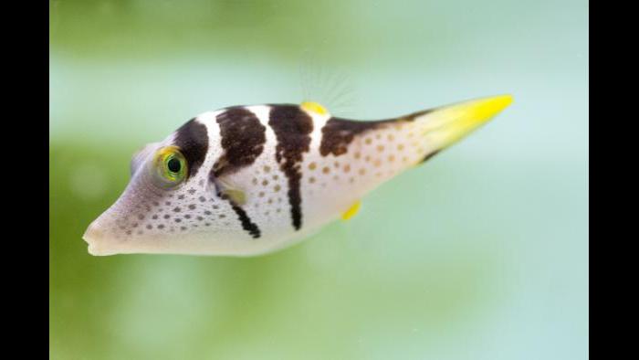 The saddled puffer is one of 100 species that can be seen in “Underwater Beauty.” (Courtesy of Shedd Aquarium)