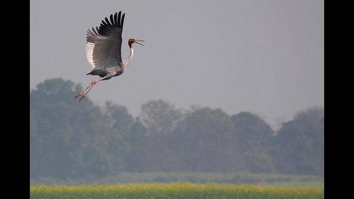 (Photo/Gopi Sundar)