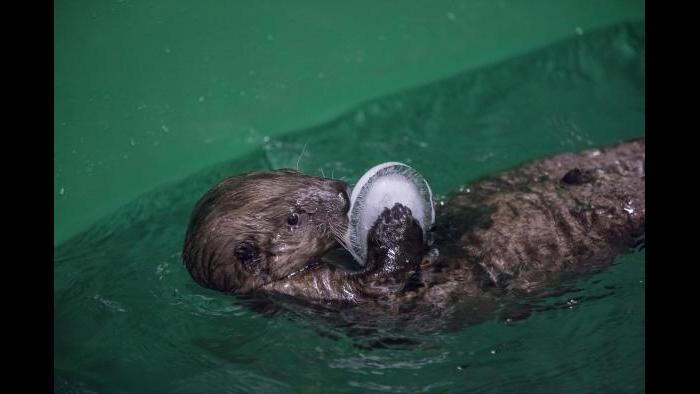 (©Shedd Aquarium/Brenna Hernandez)