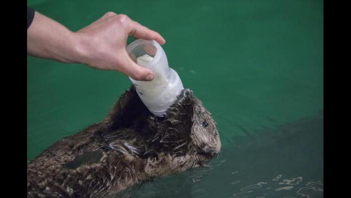(©Shedd Aquarium/Brenna Hernandez)