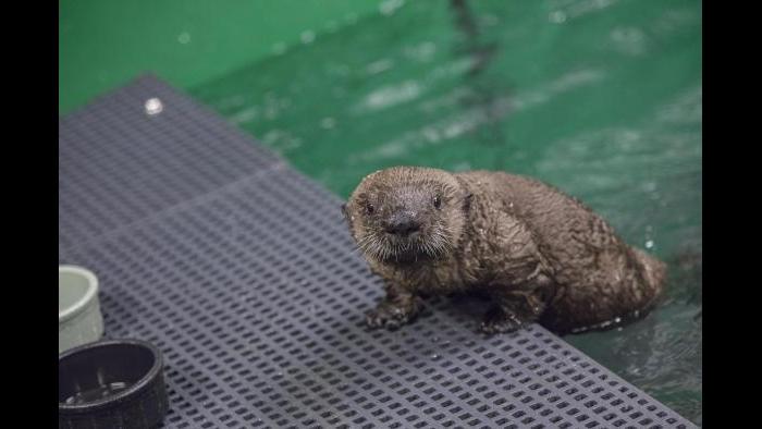 (©Shedd Aquarium/Brenna Hernandez)