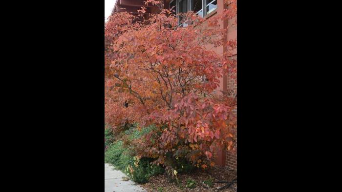 Serviceberry Juneberry (Credit: Charlotte Adelman and Bernard Schwartz, Ohio University Press)