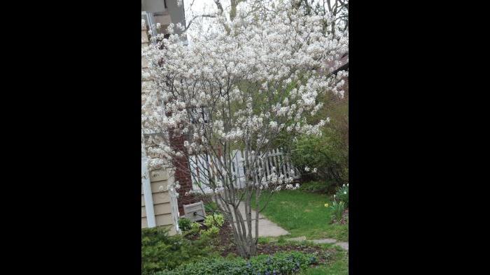 Serviceberry Juneberry, spring (Credit: Charlotte Adelman and Bernard Schwartz, Ohio University Press)