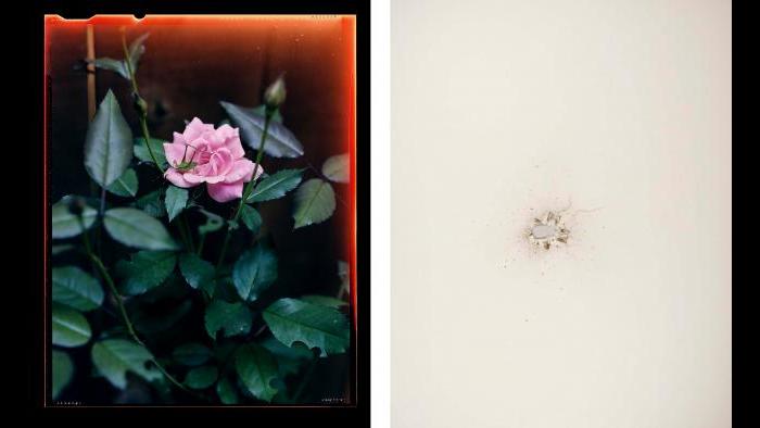 From left: Guillaume Simoneau, Grasshopper on rose, Kennesaw, Georgia, from the “Love and War” series, 2006; Christian Patterson, Shotgun Blast, 2011.