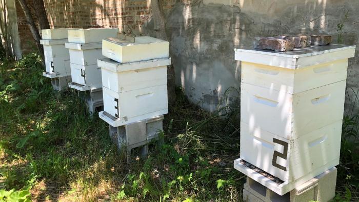Beehives at the farm. (Patty Wetli / WTTW News)