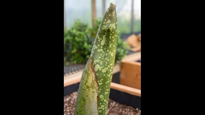 Titan arum, "Spike," on August 3. (Photo by Robin Carlson)