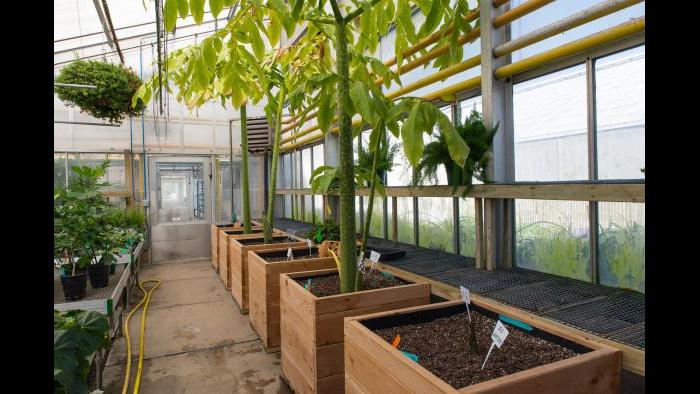 Titan arum plants at the botanic garden on August 3. (Photo by Robin Carlson)