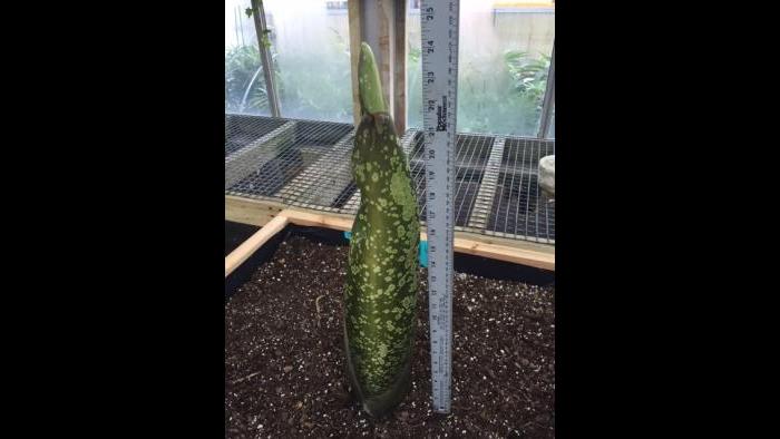 Titan arum, "Spike," on August 5. (Photo by Tim Pollak)