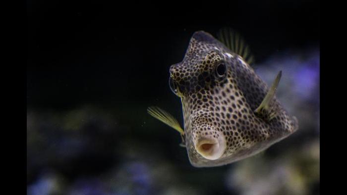 The spotted trunkfish. (Courtesy of Shedd Aquarium)