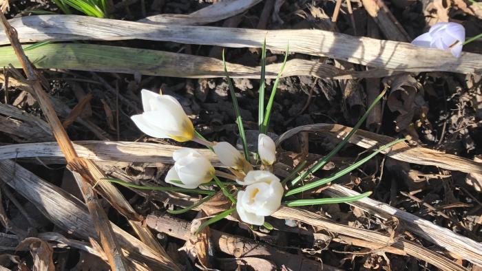Crocus. (Patty Wetli / WTTW)