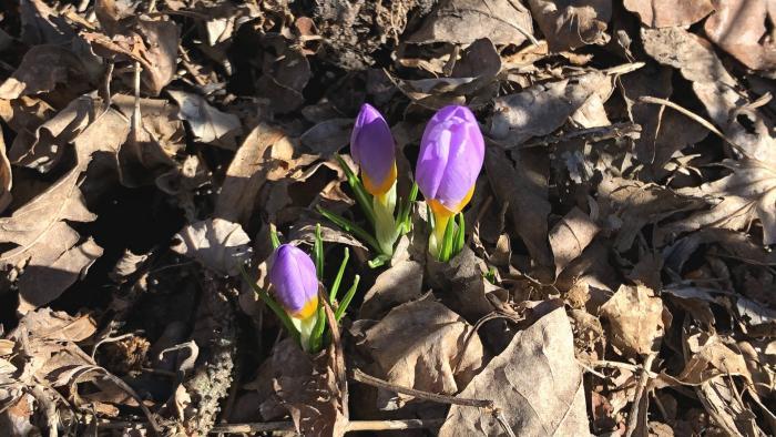 Crocus. (Patty Wetli / WTTW)