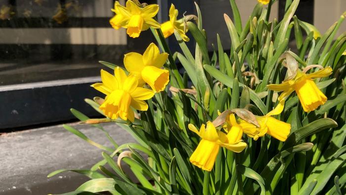 Daffodil. (Patty Wetli / WTTW)