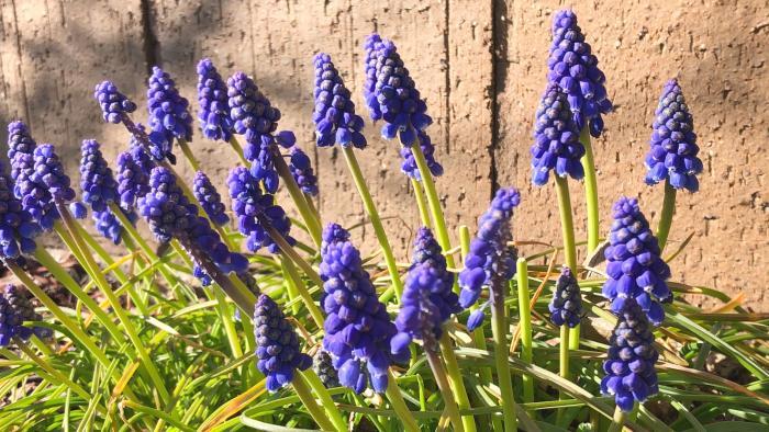 Grape hyacinth. (Patty Wetli / WTTW)