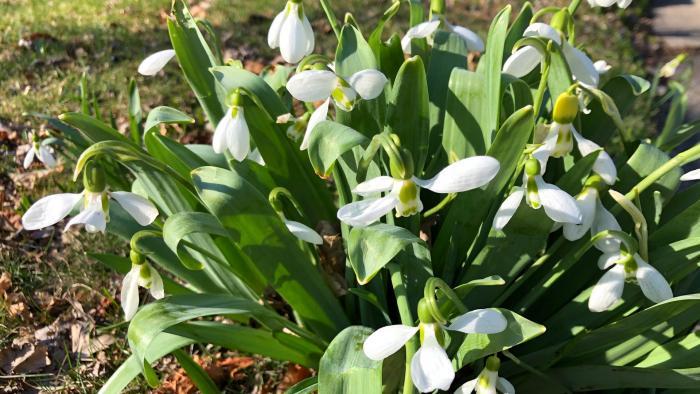 Snowdrop. (Patty Wetli / WTTW)