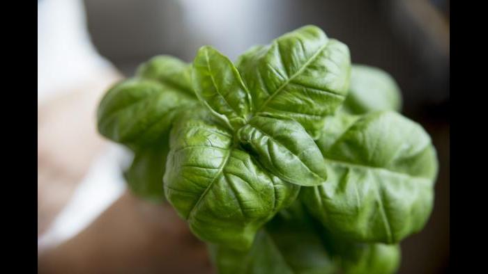 Basil (Courtesy of Square Roots)