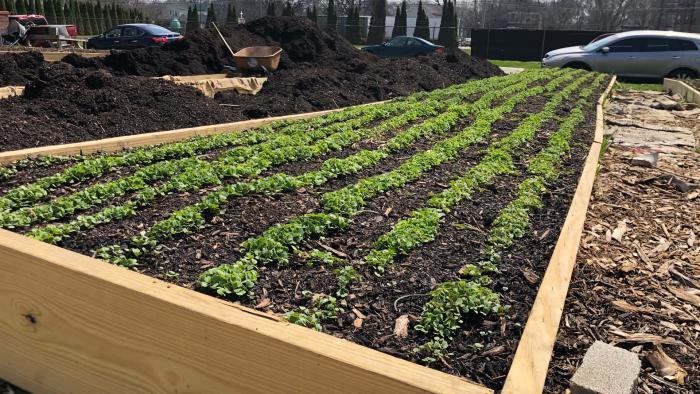 Urban agriculture could transform a neighborhood built in the shadow of the Union Stock Yard. (Patty Wetli / WTTW News)