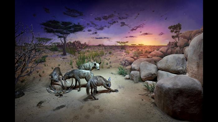 A view of the now-opened hyena diorama. (© The Field Museum)
