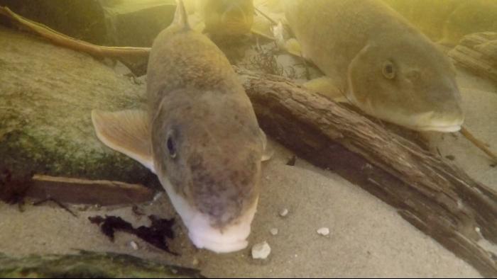 Suckers migrate from the Great Lakes into rivers and creeks to spawn in the spring. (Courtesy of Shedd Aquarium)