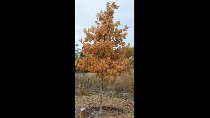 Swamp white oak (Credit: Charlotte Adelman and Bernard Schwartz, Ohio University Press)