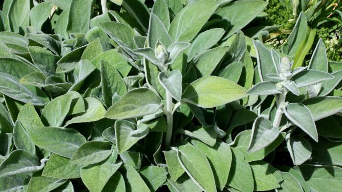 Wooly lamb's ear. (Patrick Standish / Flickr)