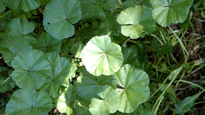 Mallow. (Shastared / Flickr)