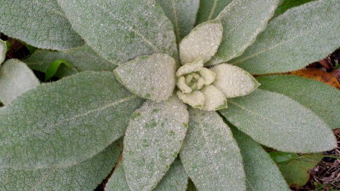 Mullein. (John Tann / Flickr)