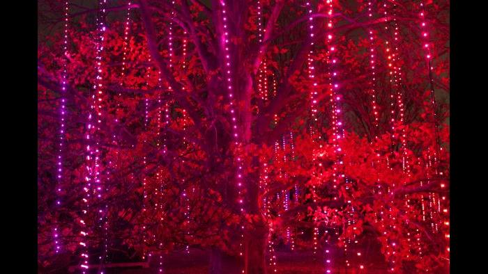 (Courtesy of the Morton Arboretum)
