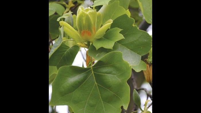 Tulip tree leaves (Credit: Charlotte Adelman and Bernard Schwartz, Ohio University Press)