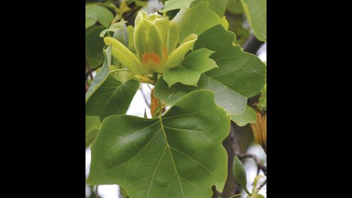 Tulip tree leaves (Credit: Charlotte Adelman and Bernard Schwartz, Ohio University Press)