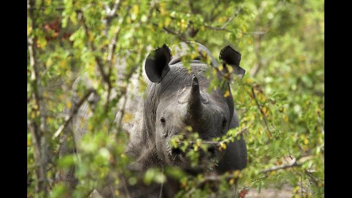 This 2016 photo provided by African Parks shows a black rhino under protection in Malawi's Liwonde National Park, managed by African Parks in partnership with the Department of National Parks and Wildlife. (Frank Weitzer / African Parks via AP)