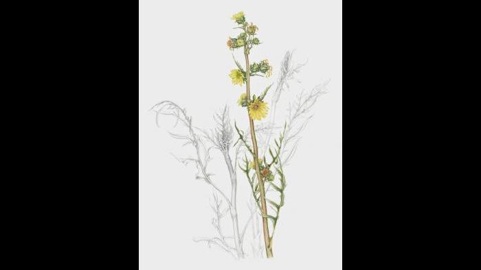 Compass plant (Silphium laciniatum) in watercolor and graphite pencil. (Heeyoung Kim)