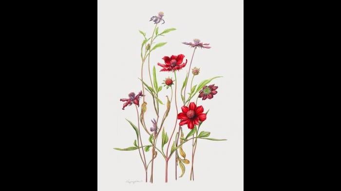 Chocolate cosmos (Cosmos atrosanguineus) in watercolor (Heeyoung Kim)