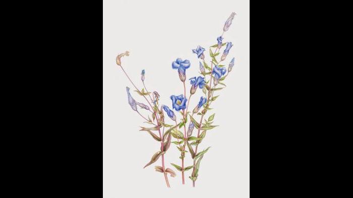 Fringed Gentian (Gentianopsis crinita) in watercolor (Heeyoung Kim)
