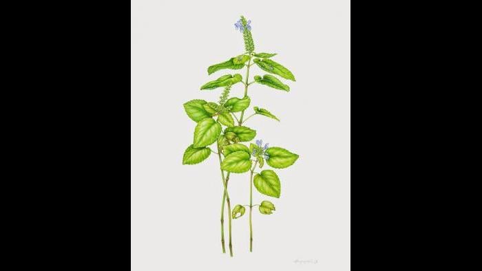 Heart-Leaved Skullcap, (Scutellaria ovata) in watercolor (Heeyoung Kim)