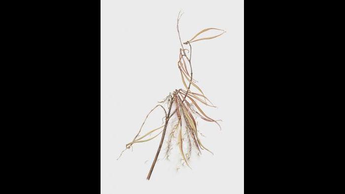 Indian Hemp(Apocynum cannabinum) in the fall. (Heeyoung Kim)
